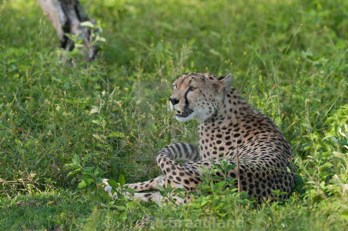 "Cheetah" stock image