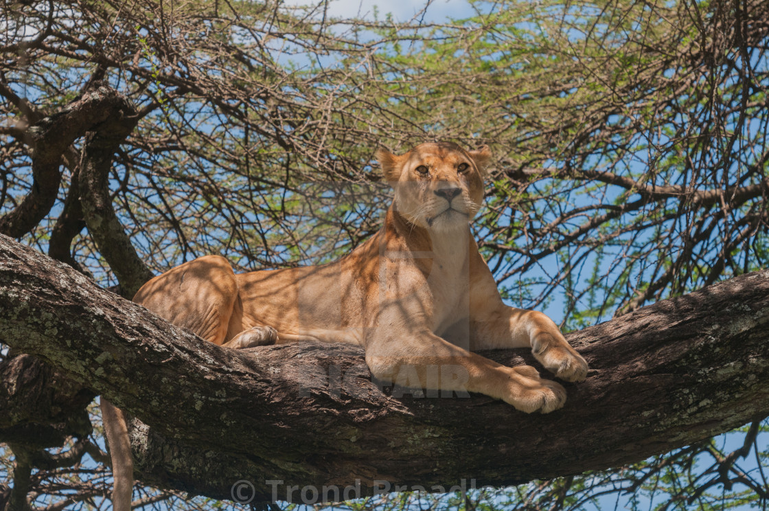 "Lioness in tree" stock image