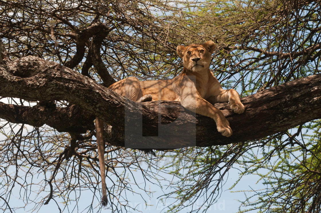 "Lioness in tree" stock image