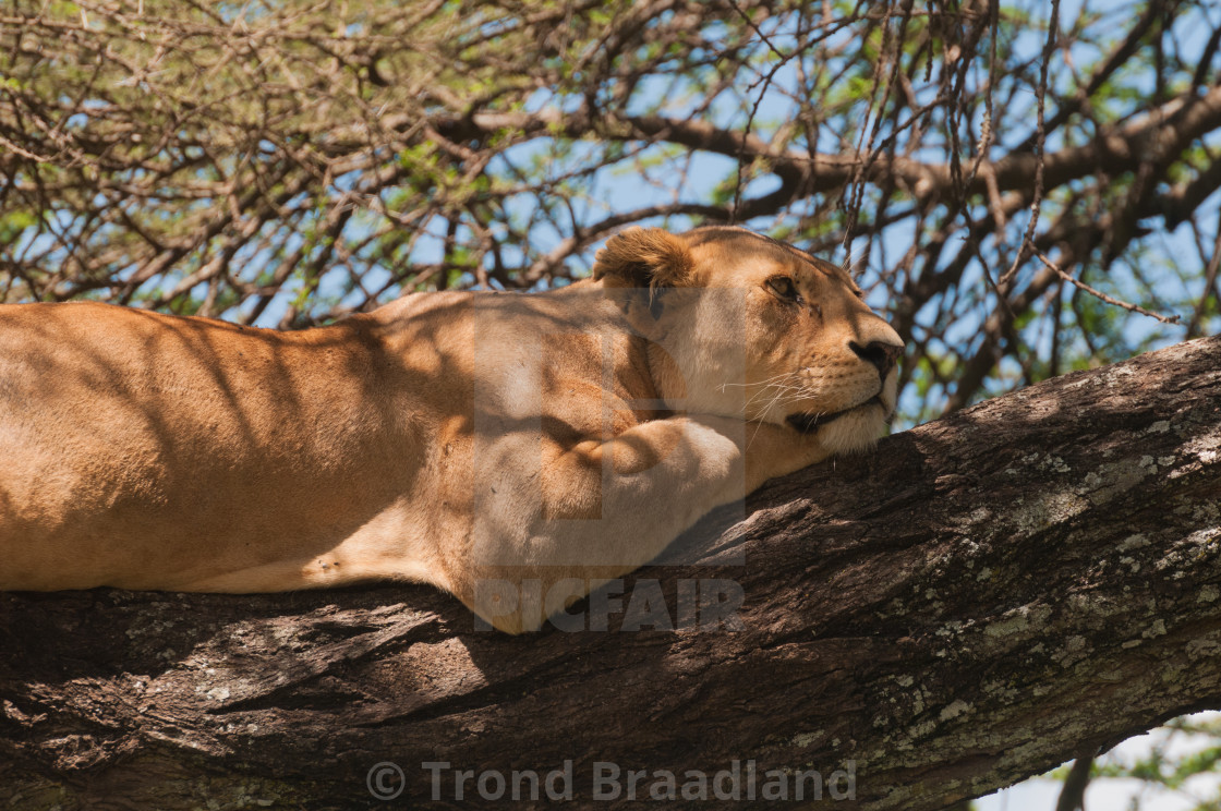 "Lioness in tree" stock image