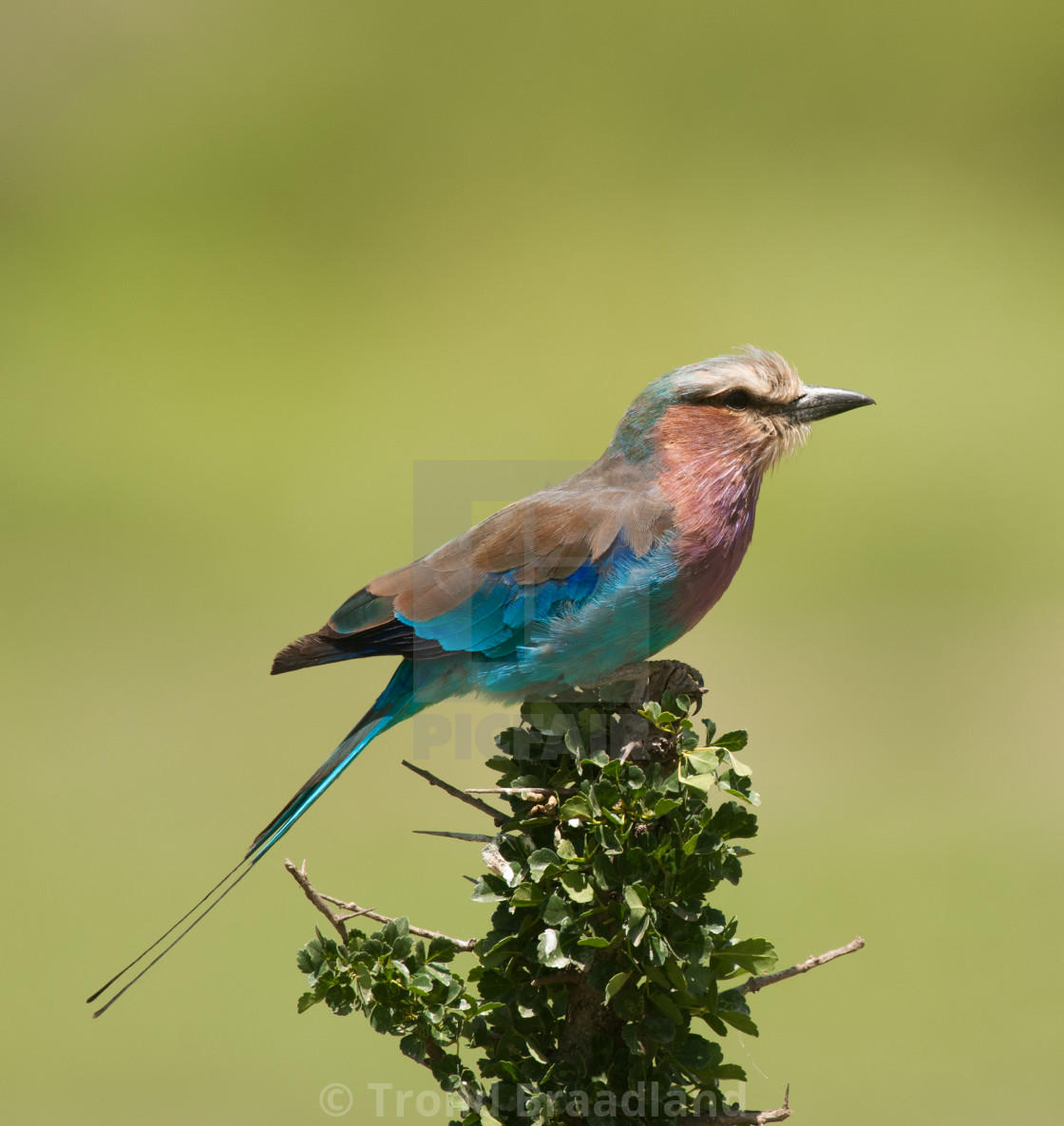 "Lilac-breasted roller" stock image