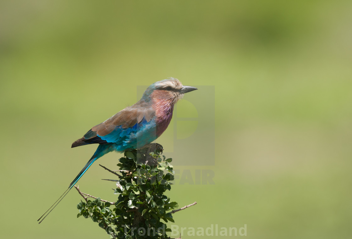 "Lilac-breasted roller" stock image