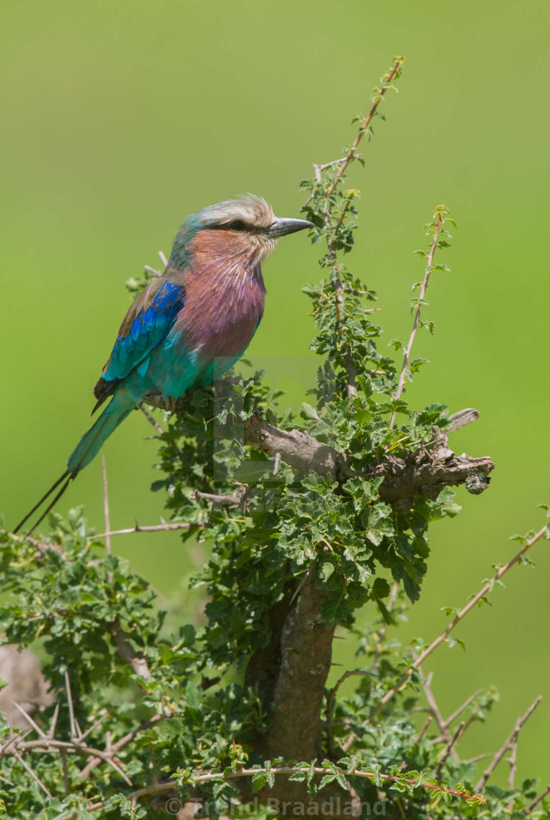 "Lilac-breasted roller" stock image