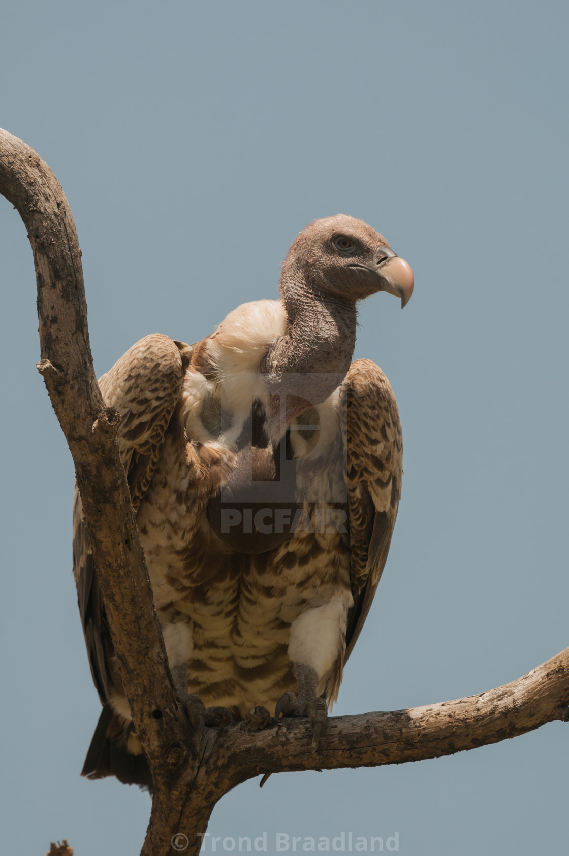 "White-backed vulture" stock image