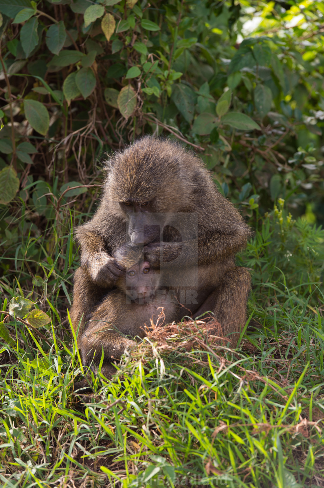 "Olive baboon" stock image