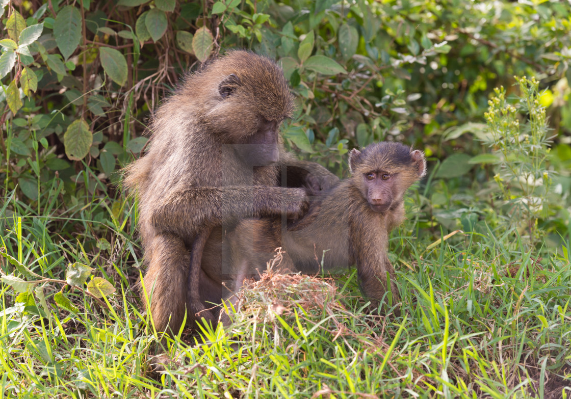 "Olive baboon" stock image