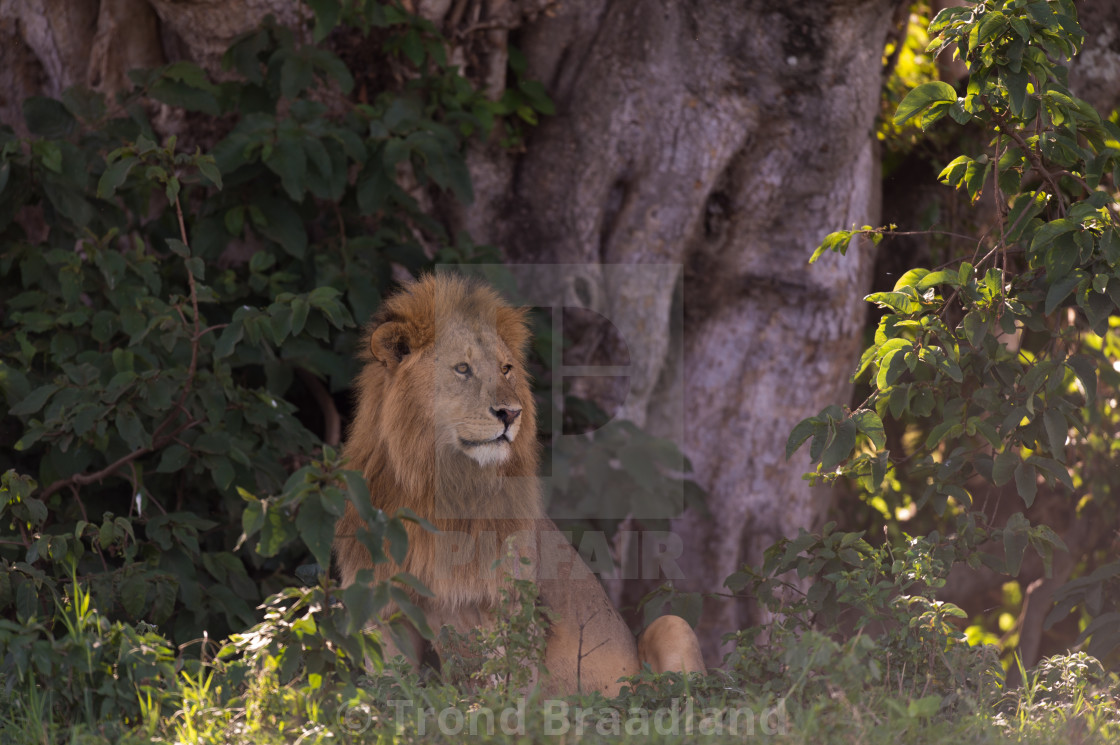 "Lion male" stock image