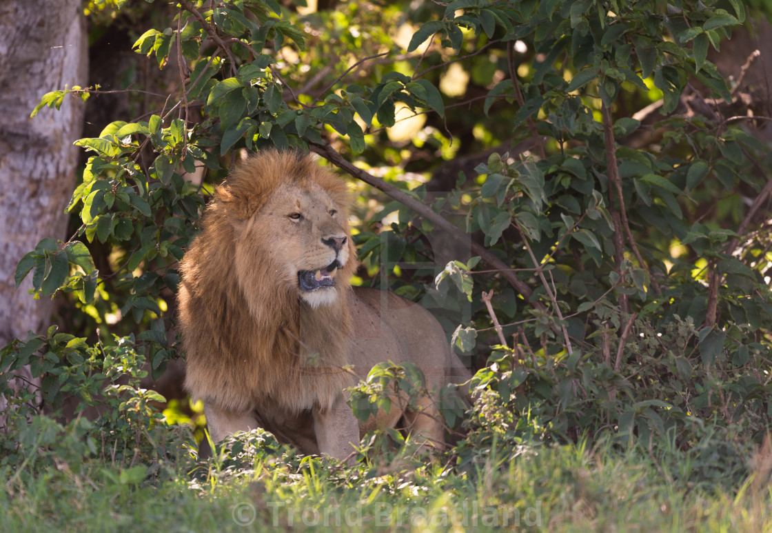 "Lion male" stock image