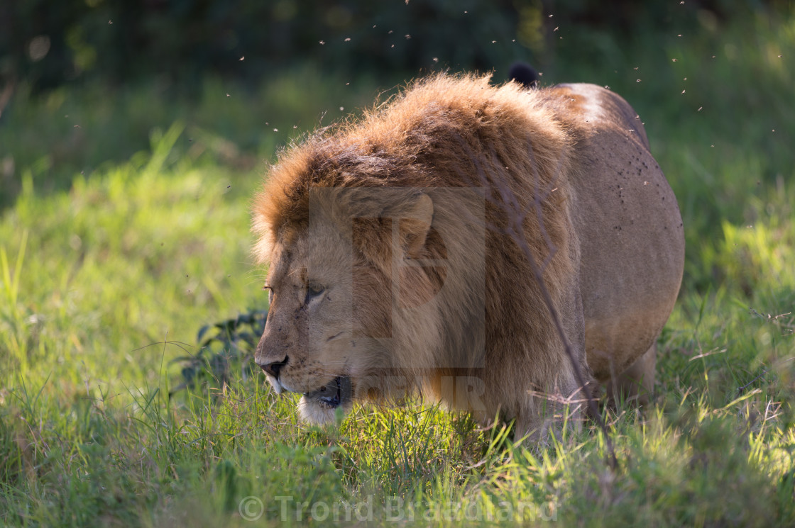 "Lion male" stock image