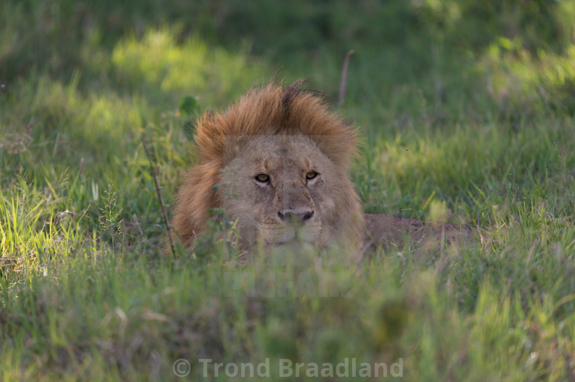 "Male lion" stock image