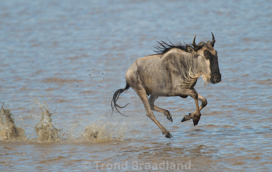 "Blue wildebeest running" stock image