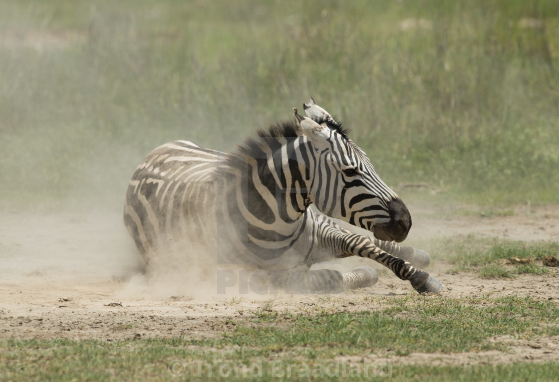 "Zebra" stock image