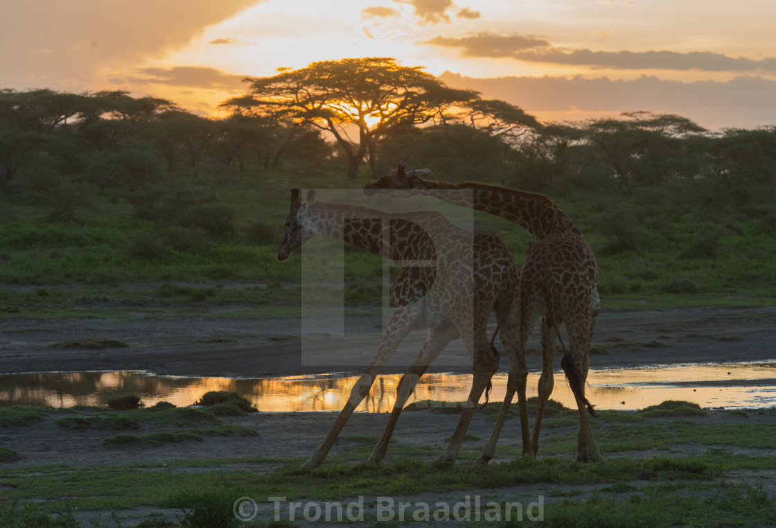 "Giraffes fighting" stock image