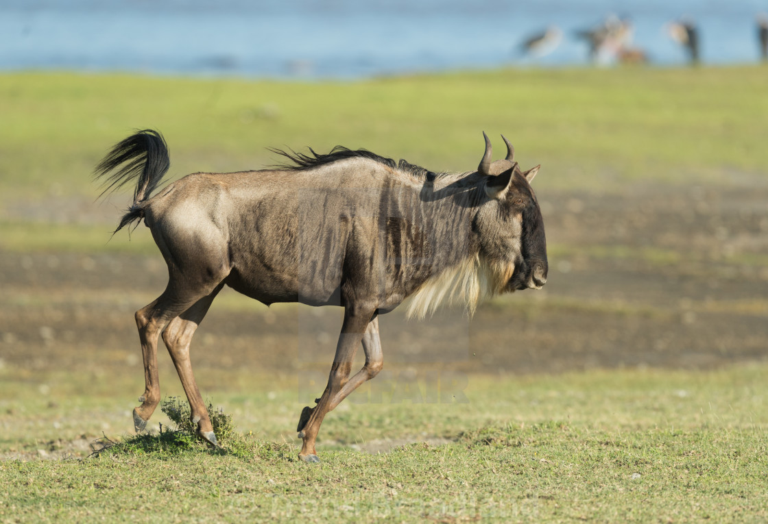 "Blue wildebeest" stock image