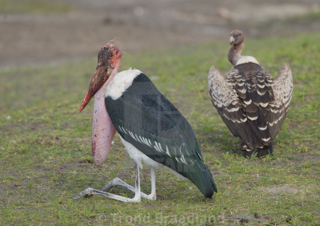 "Marabou stork" stock image