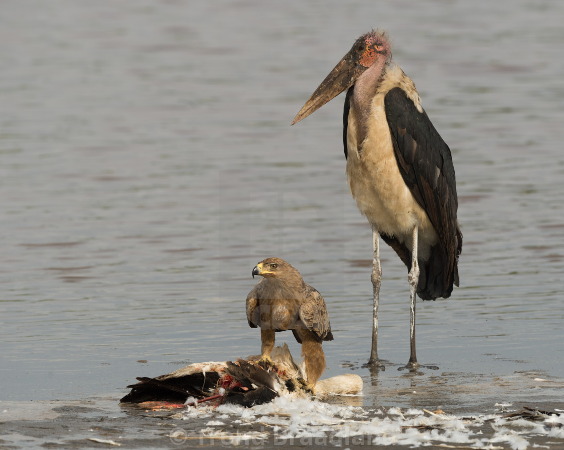 "Tawny eagle and marabou stork" stock image