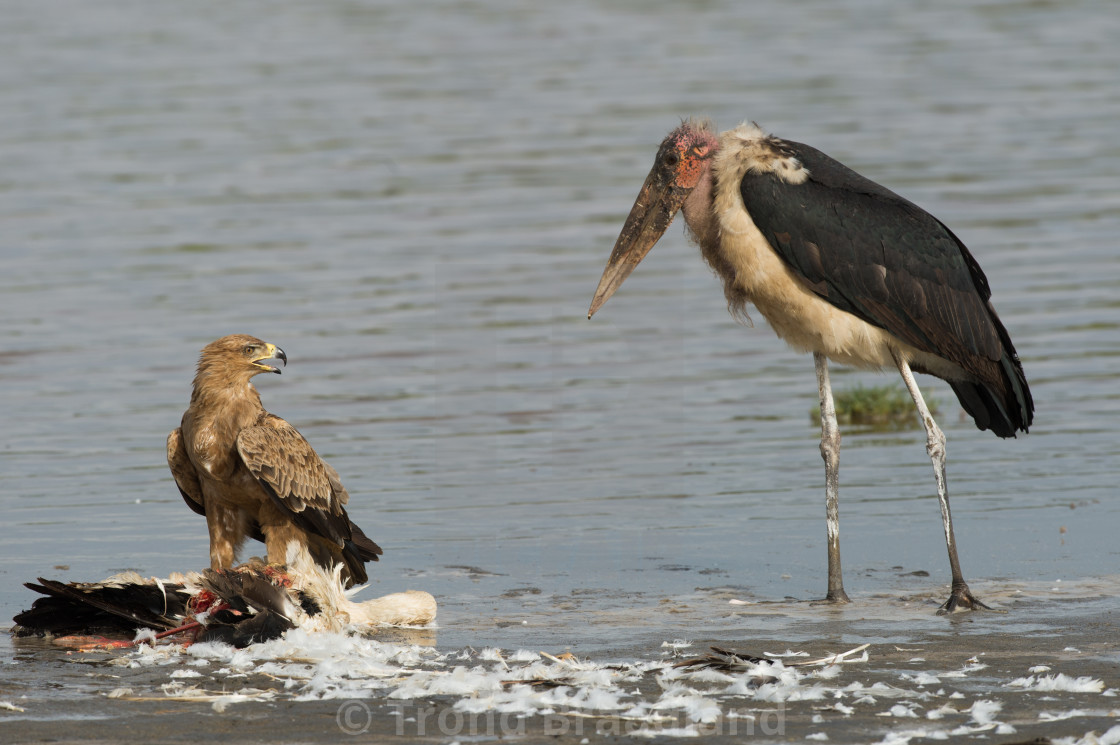 "Tawny eagle and marabou stork" stock image