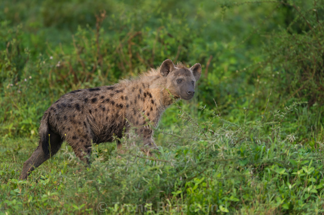 "Spotted hyena" stock image