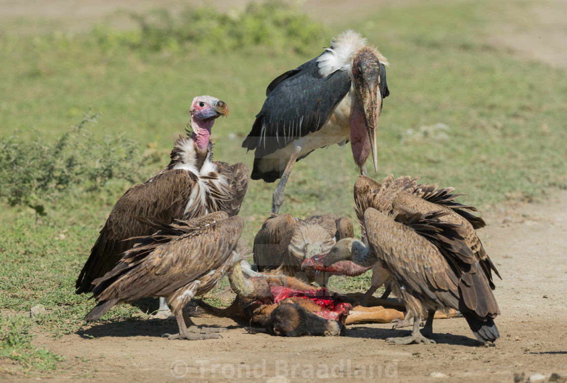 "Rüppell's vulture and marabou stork" stock image