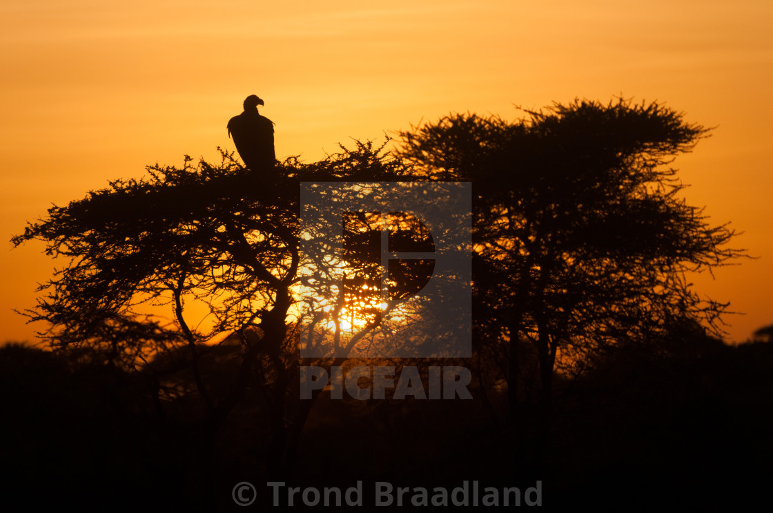 "Vulture in tree at sunrise" stock image