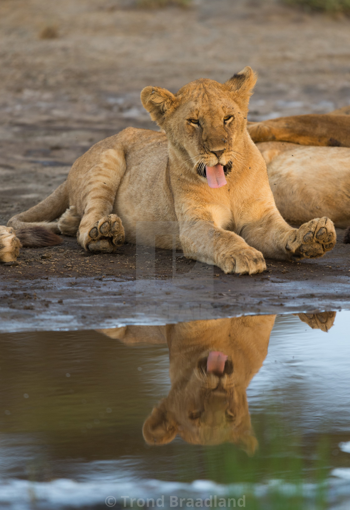 "Lion cub" stock image