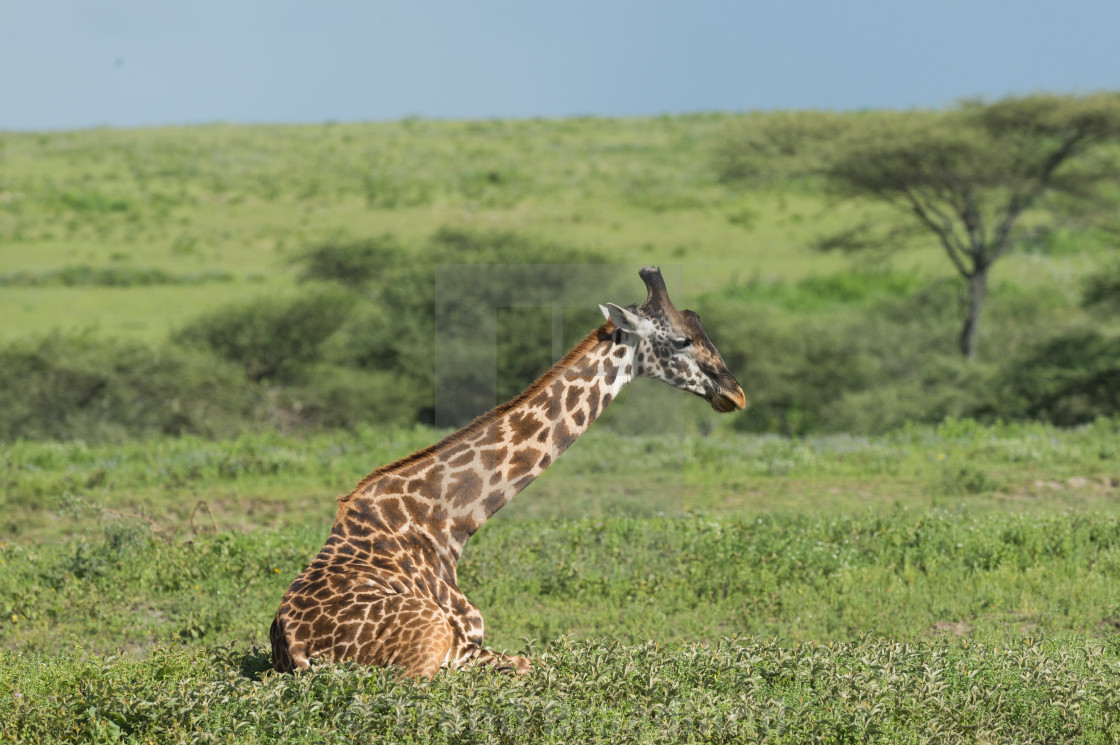 "Giraffe" stock image