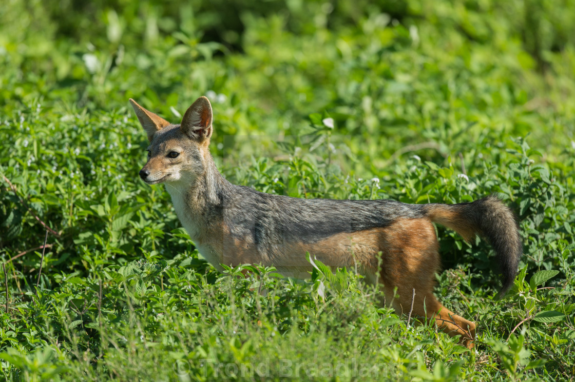 "Black-backed jackal" stock image