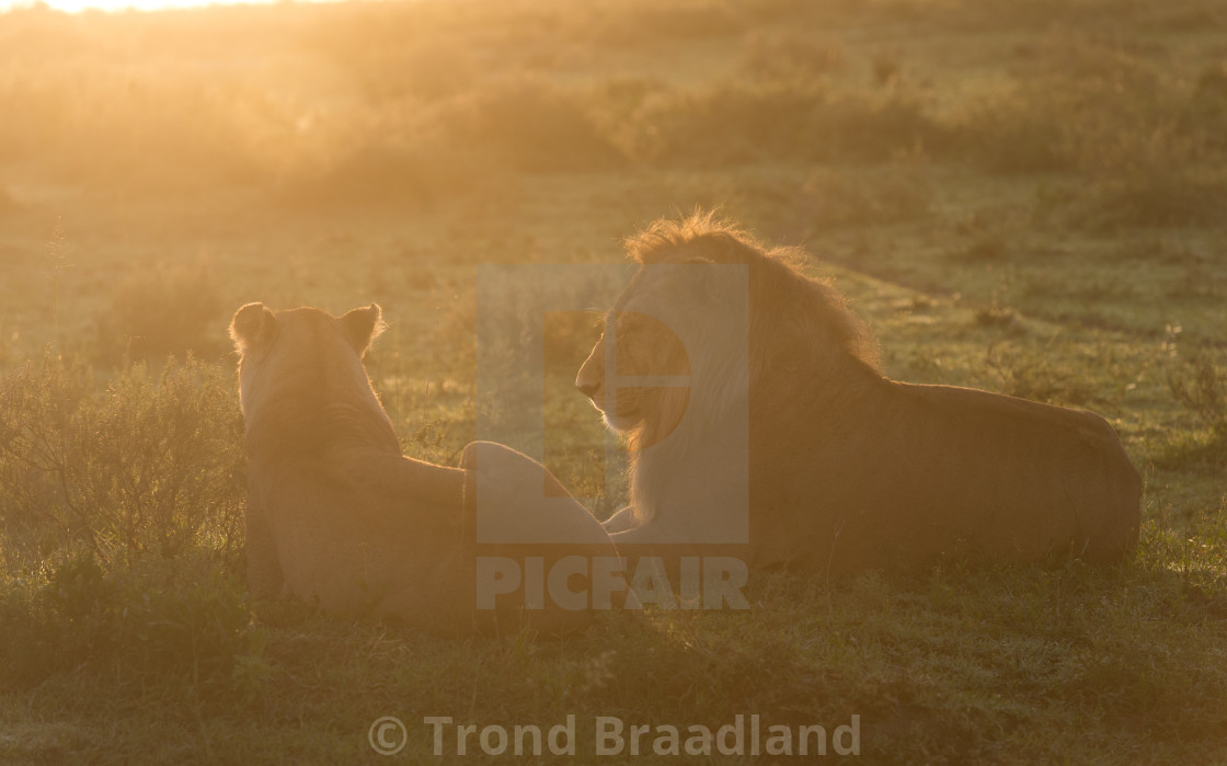 "Lions" stock image