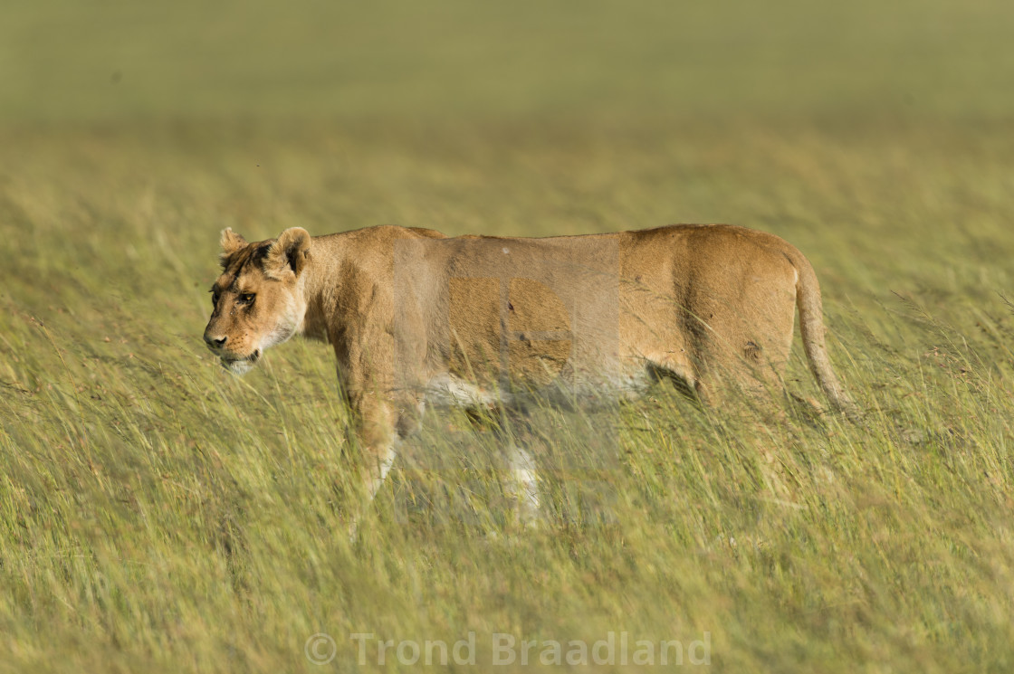 "Lioness" stock image