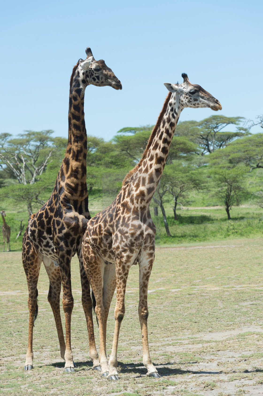 "Giraffes" stock image