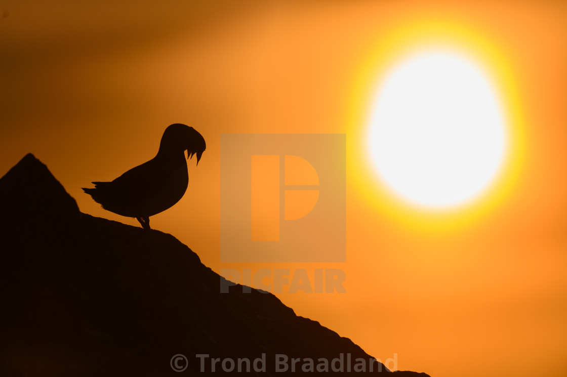 "Atlantic puffin in midnight sum" stock image