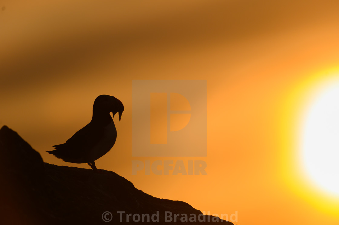 "Atlantic puffin in midnight sun" stock image