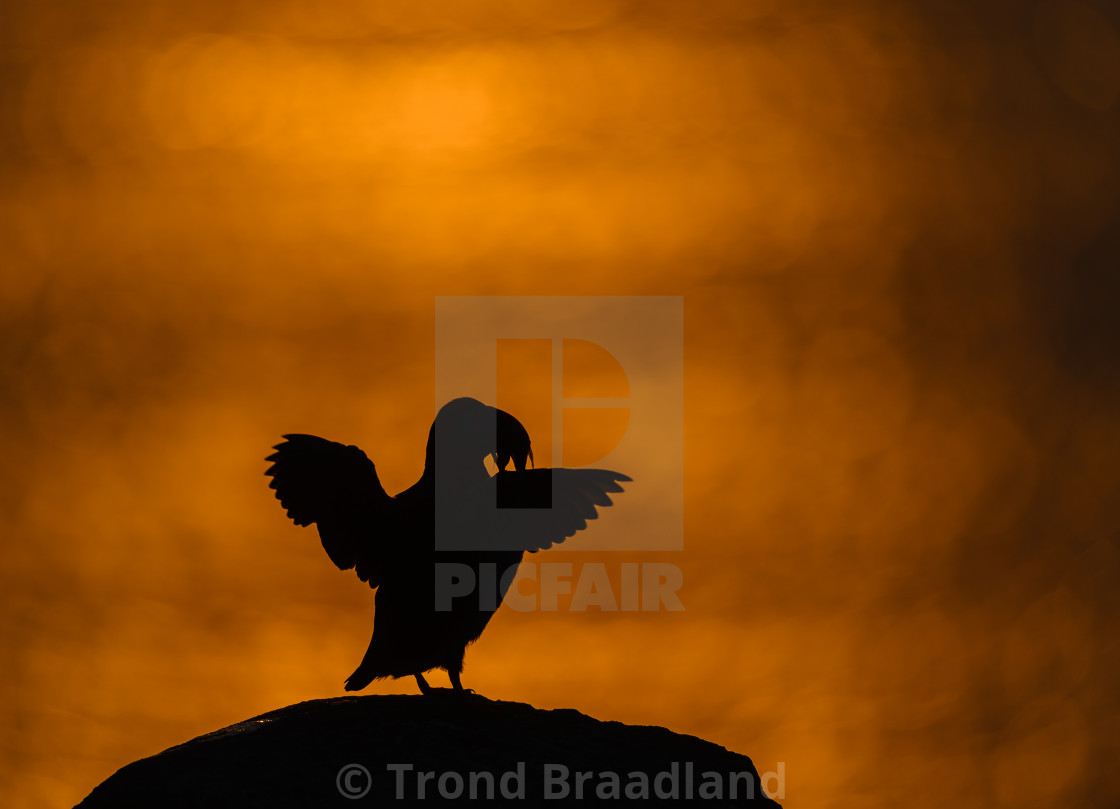 "Atlantic puffin in midnight sun" stock image