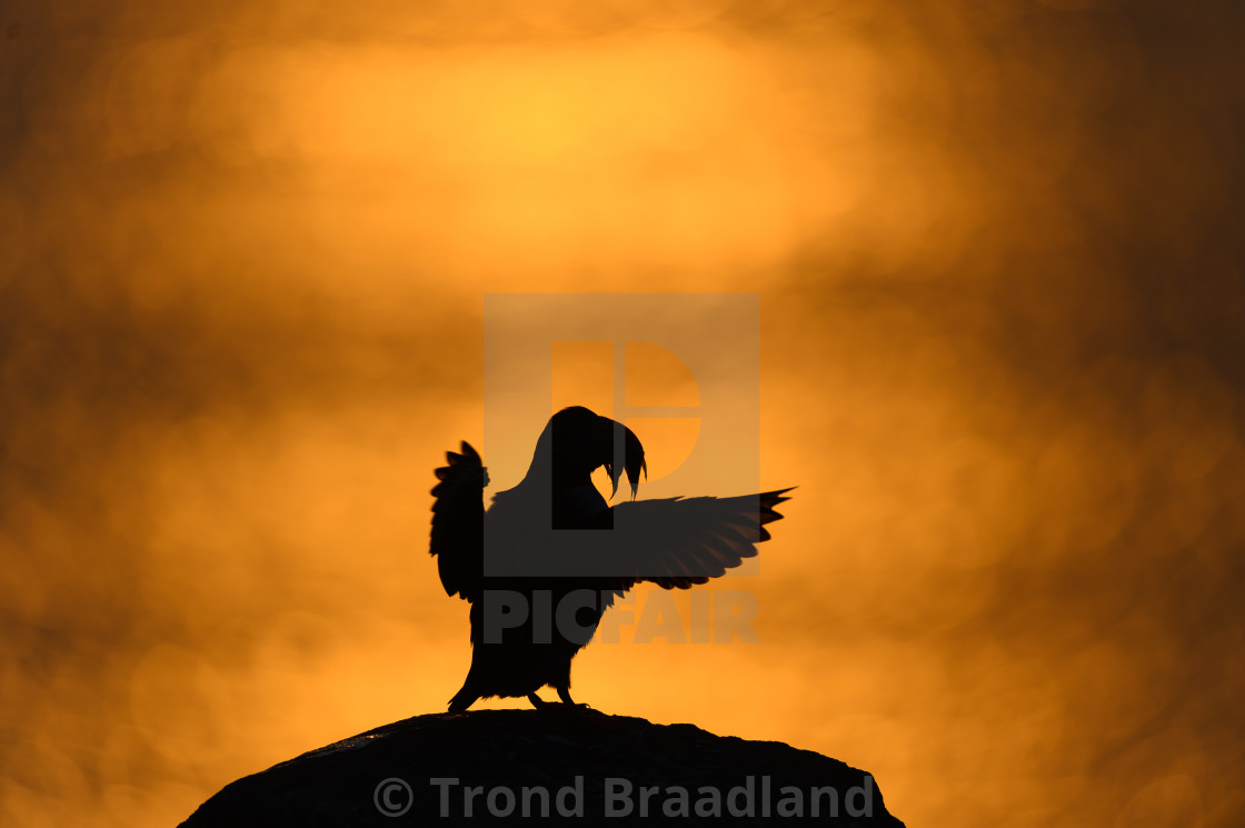 "Atlantic puffin in midnight sun" stock image