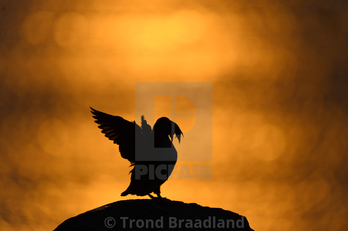 "Atlantic puffin in midnight sun" stock image