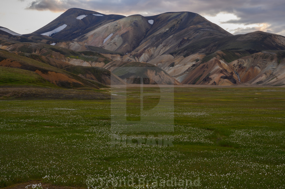 "Cottongrass and rhyolite mountains at Landmannalaugar" stock image