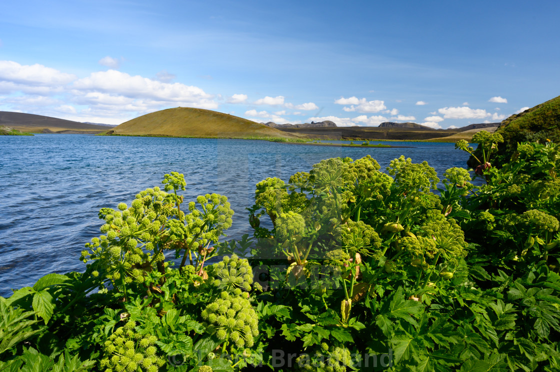 "Wild celery at lava lake in Iceland" stock image