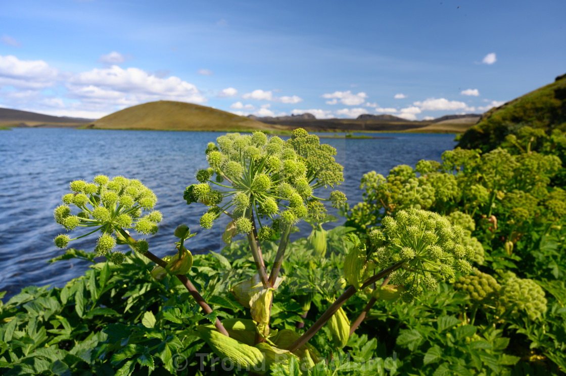 "Wild celery at lava lake in Iceland" stock image