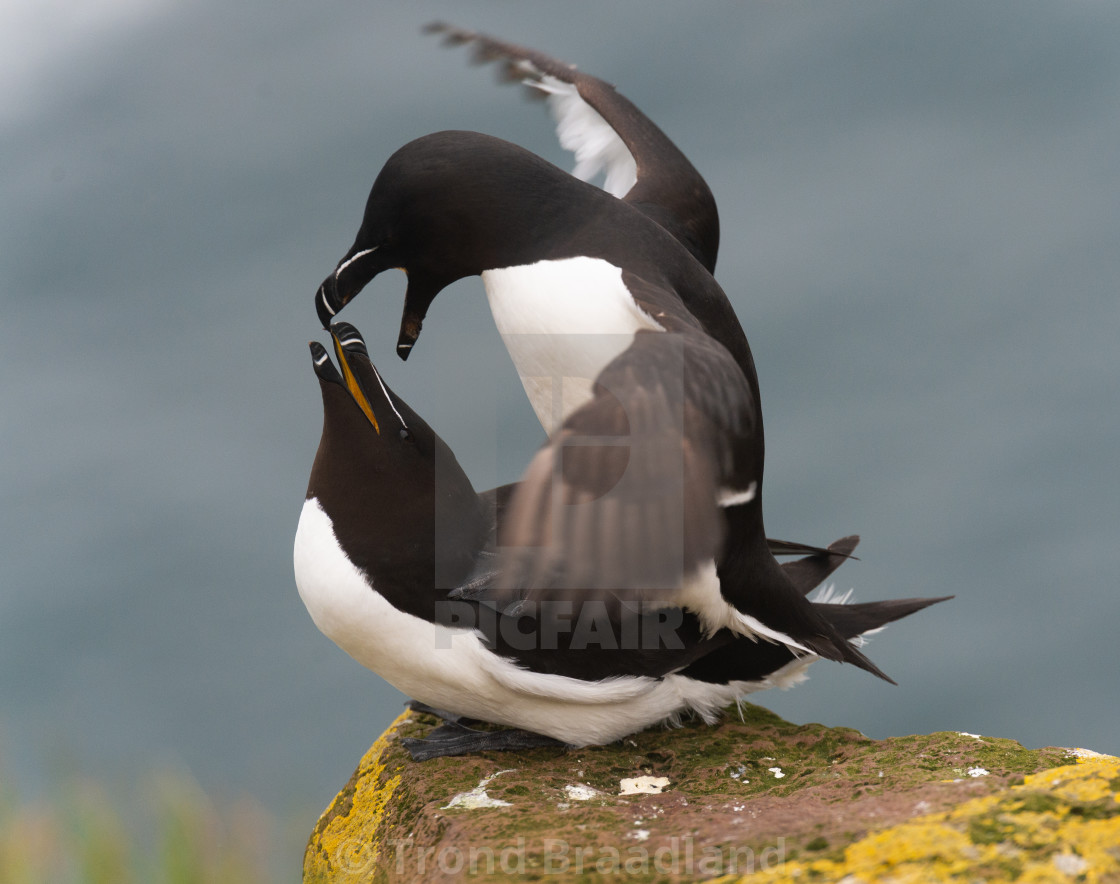 "Razorbills mating" stock image