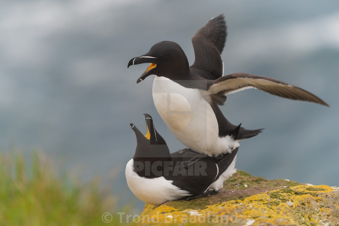 "Razorbills mating" stock image