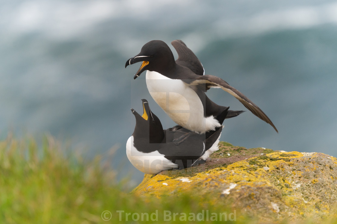 "Razorbills mating" stock image