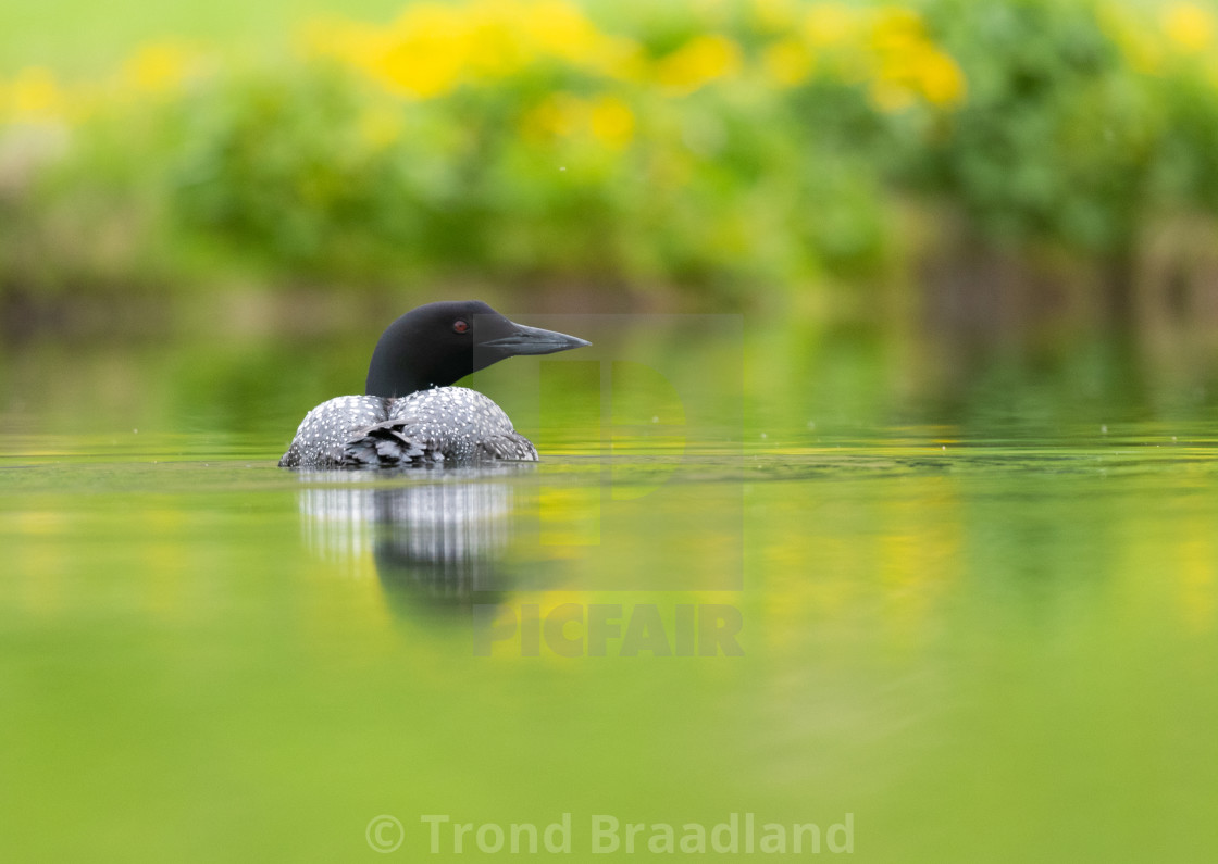 "Common loon" stock image