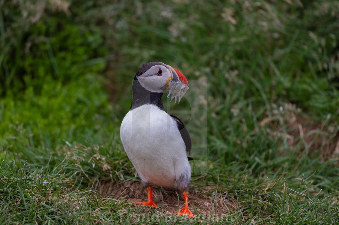 "Atlantic puffin" stock image