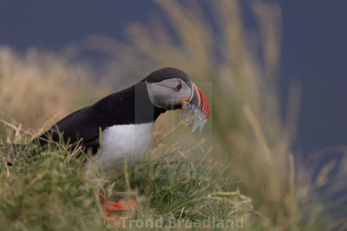 "Atlantic puffin" stock image