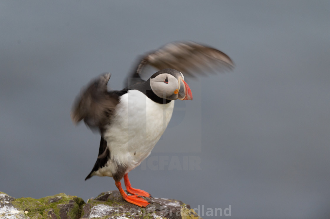 "Atlantic puffin" stock image