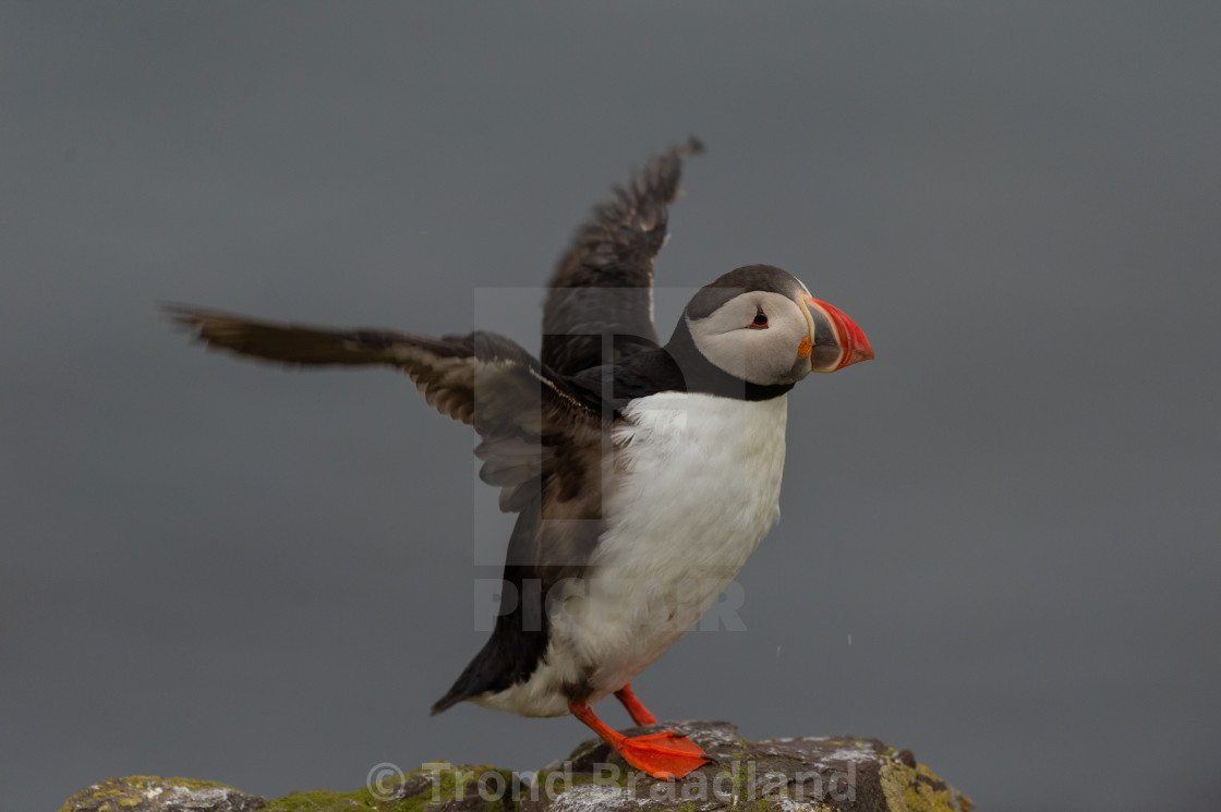 "Atlantic puffin" stock image