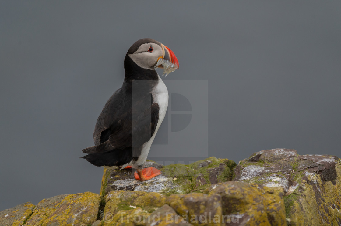 "Atlantic puffin" stock image