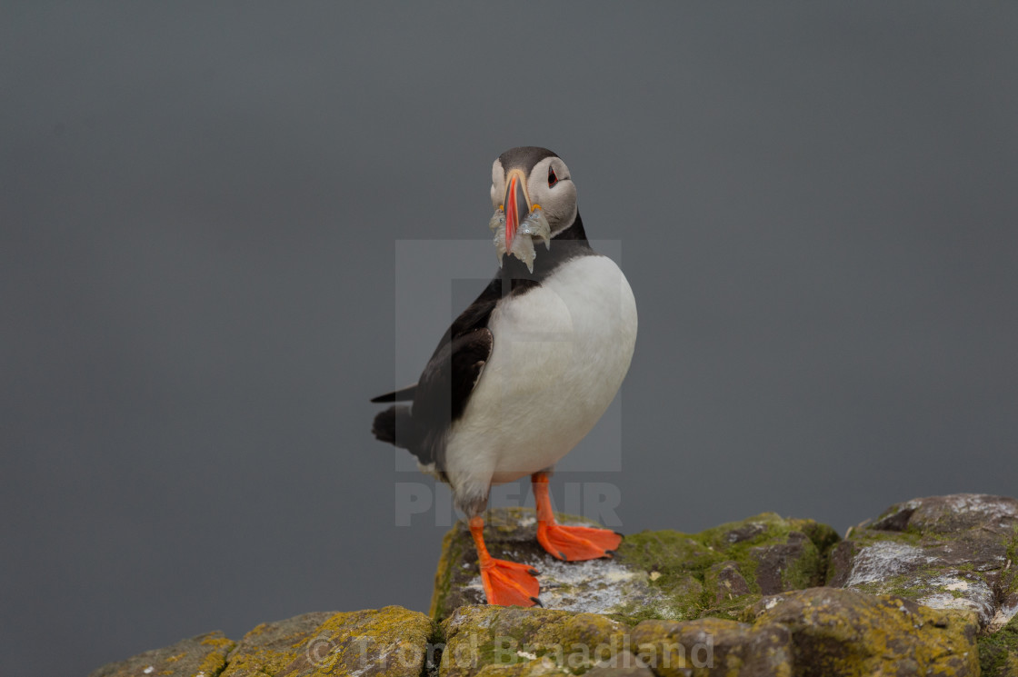 "Atlantic puffin" stock image