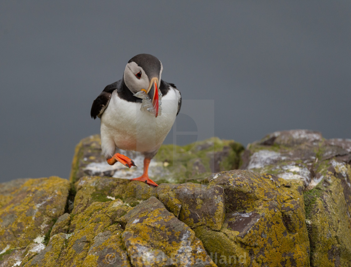 "Atlantic puffin" stock image