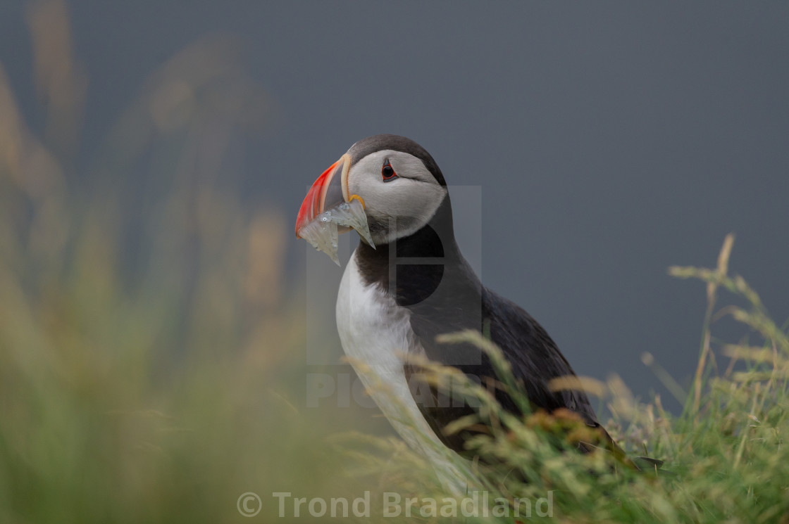 "Atlantic puffin" stock image